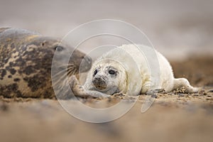 Grey Seal pup & mother on the beach in Norfolk, UK.