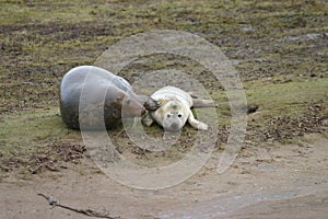 Grey Seal pup with mother at Donna Nook Nature Reserve in Lincolnshire