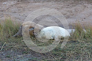 Grey Seal pup with mother.