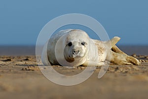 Grey Seal Pup Portrait