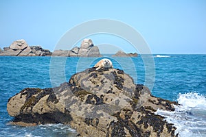 Grey seal pup on rock