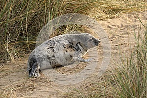 Grey seal pup in the sand dune