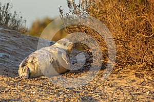 Grey seal pup in the sunset light of Norfolk