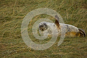 Grey seal pup waving flipper in the sand dunes at Donna Nook, Lincolnshire