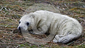 Grey seal pups on the beach