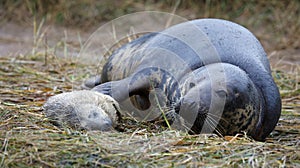 Grey seal pups on the beach