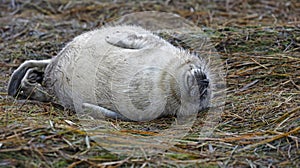 Grey seal pups on the beach