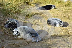 Grey Seal Pups, Horsey, Norfolk, England