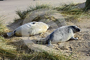 Grey Seal Pups, Horsey, Norfolk, England