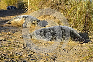 Grey Seal Pups, Horsey, Norfolk, England