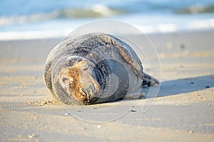 Grey seal relaxing on the beach