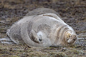 Grey seal relaxing on donna nook beach linconshire