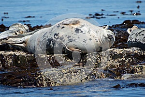 Grey seal on rocks