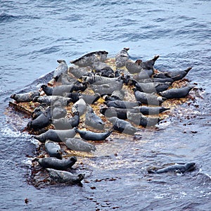 Grey Seal rookery photo