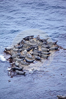 Grey Seal rookery