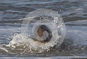 Grey Seal Splashing in Sea