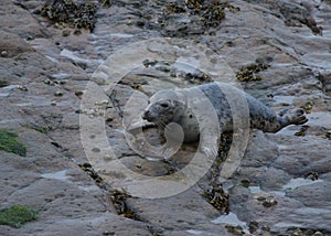 Grey Seal, St Marys Lighthouse.