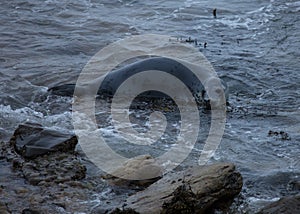 Grey Seal, St Marys Lighthouse.