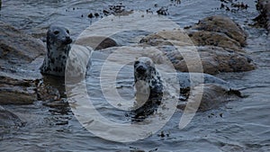 Grey Seal, St Marys Lighthouse.