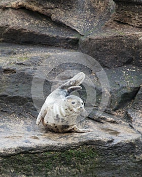 Grey Seal, St Marys Lighthouse.