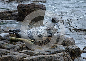 Grey Seal, St Marys Lighthouse.