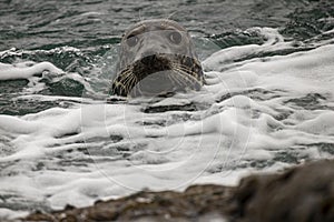 Grey seal in surf