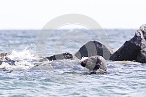 Grey seal swimming in the northern sea - Halichoerus grypus