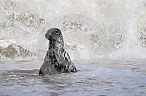 Grey seal swimming in the ocean waves