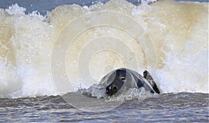 Grey seal swimming in the ocean waves