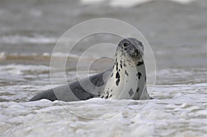 Grey seal swimming in the ocean waves