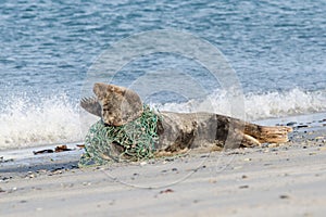 Grey seal trapped in a fisherman's net