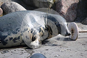 Grey seal in the water