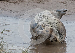 Grey seal in water