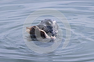 Grey seal in water eating fish carcass