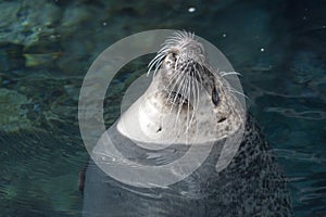 Grey seal in water portrait
