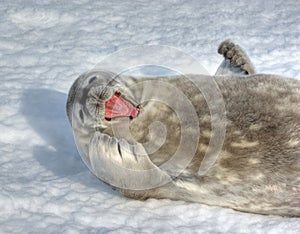 The grey seal Weddell