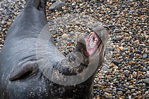 Grey Seal Yawning on a Beach, County Wicklow - Close Up