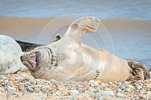 Grey seal yawning