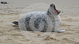 Grey Seal Yawning on the Beach