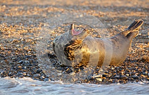 Grey seal yawning in the sunset light of Norfolk