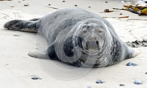 Grey Seals