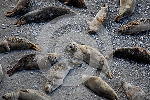 Da vicino grigio foche sdraiarsi sul Spiaggia regno unito 