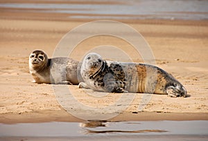 Grey Seals, Blakeney Point, Norfolk, UK