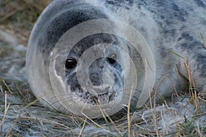 Grey Seals at Donna Nook