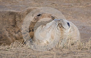 Grey Seals at Donna Nook