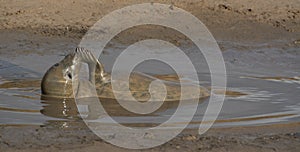 Grey Seals at Donna Nook