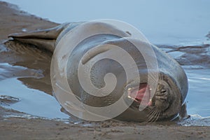 Grey Seals at Donna Nook photo