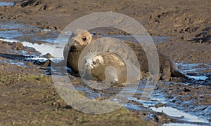 Grey Seals at Donna Nook photo