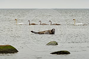 Grey seals in Eckelsudde, natural habitat, Kalmarsund, Sweden