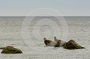 Grey seals in Eckelsudde in their natural habitat, Kalmarsund, Sweden